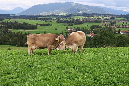 Free Cows Meadow illustration and picture