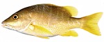 yellow fish, snapper, yellow fin fish