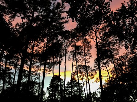 Free Forest Laptop Wallpaper photo and picture