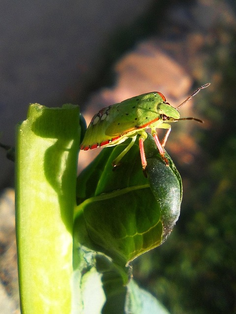Scarabée Vert Choux Insecte - Photo gratuite sur Pixabay - Pixabay