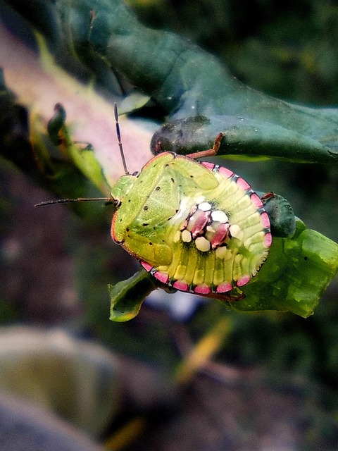 Coléoptère Vert Insecte Couleurs · Photo gratuite sur Pixabay