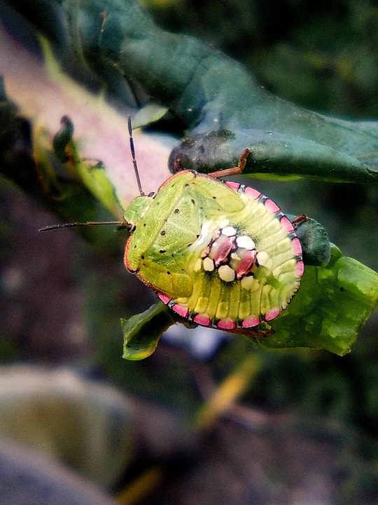 Coléoptère Vert Insecte Couleurs · Photo gratuite sur Pixabay