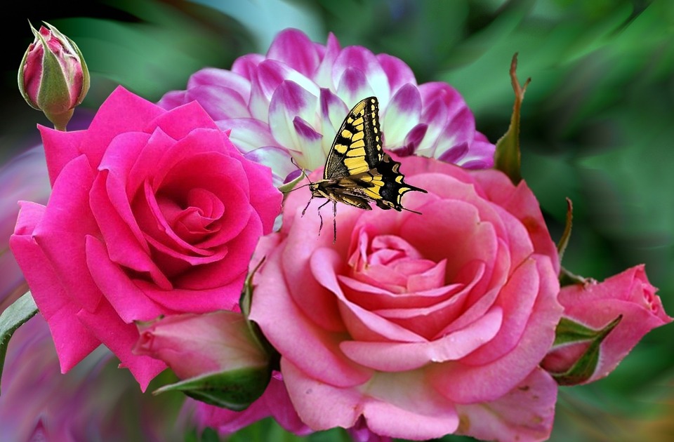 Rosa Rosas Cor De Imagens Gr tis No Pixabay