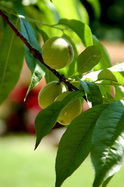 Free Peaches Tree photo and picture