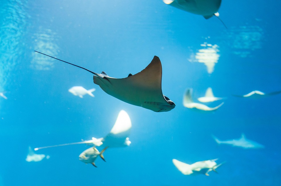 ray fish water free photo on pixabay
