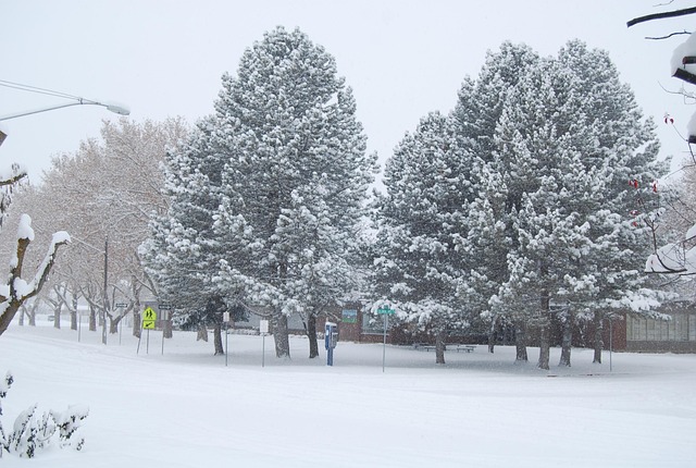 Free Snow Winter photo and picture