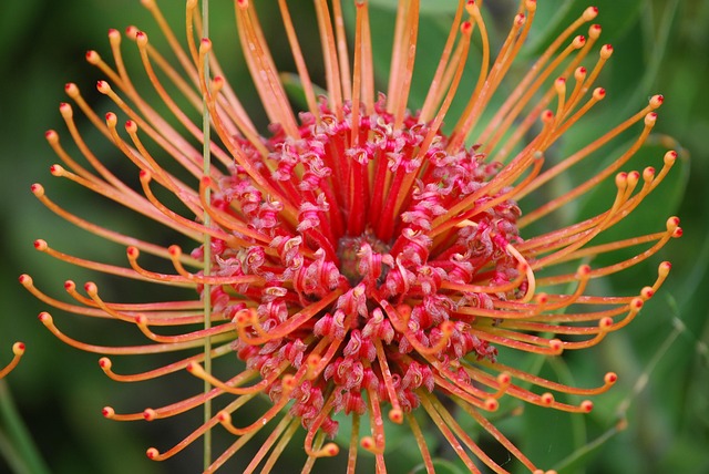 Free Flower Flower Wallpaper photo and picture