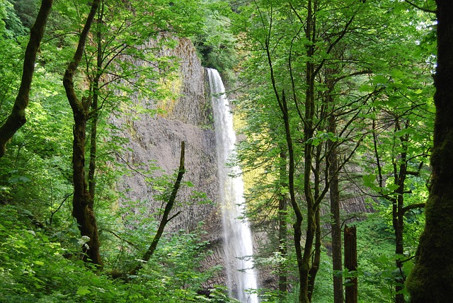 Free Waterfall Trees photo and picture