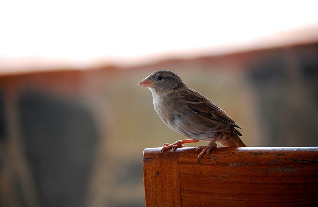 Free Sparrow Bird photo and picture