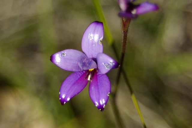Free Orchid Purple photo and picture