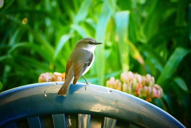 Free Bird Nature photo and picture