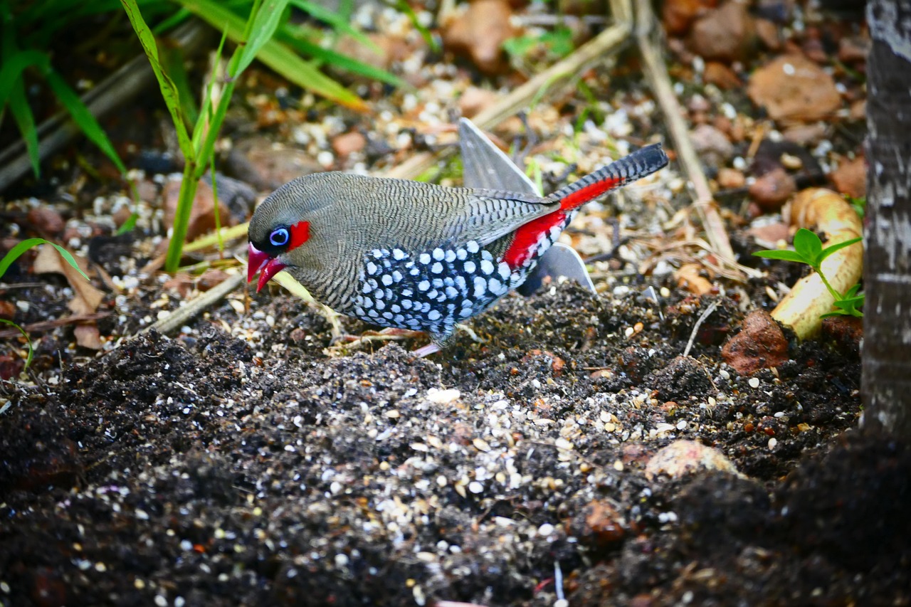 Pájaro Naturaleza - Foto gratis en Pixabay - Pixabay