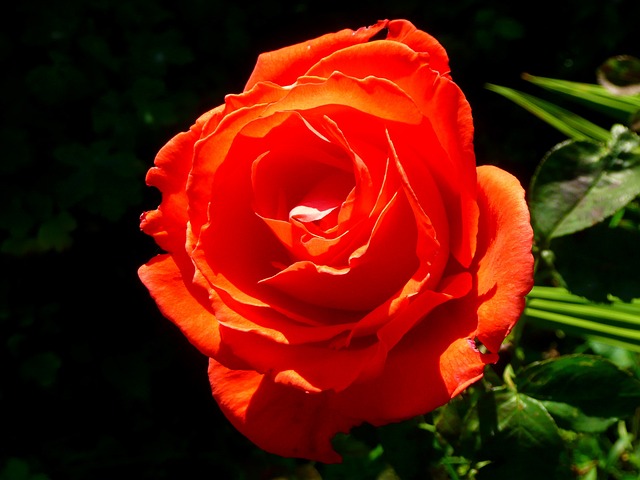 Free Rose Red photo and picture