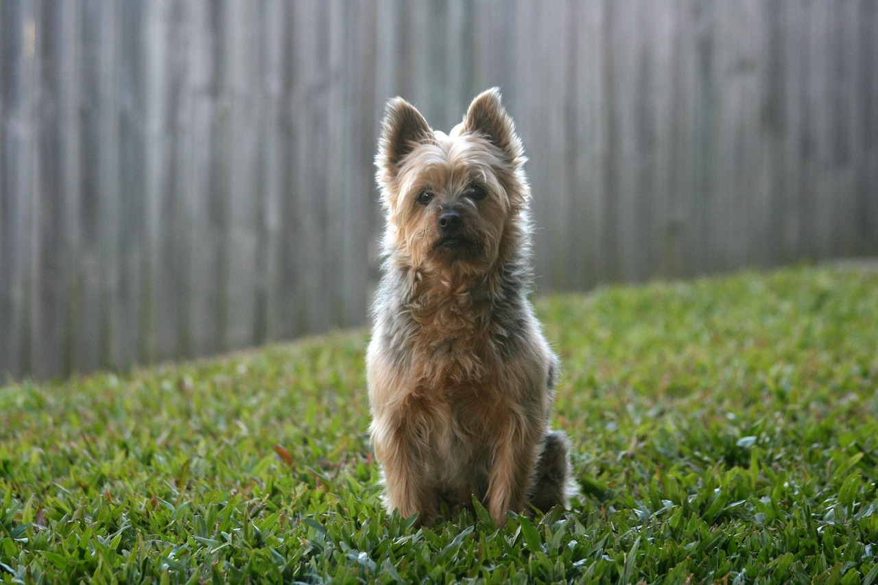 Seidig, Seidiger Terrier, Natur