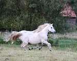 horse, gallop, mold