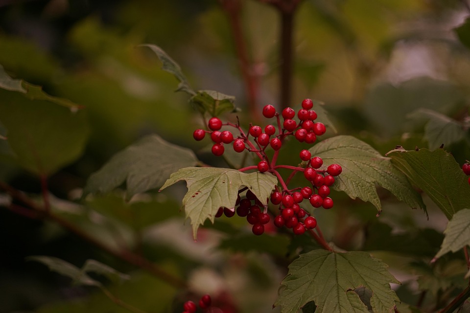 Bær rød træ røde · gratis foto pÃ¥ pixabay Vilde træer med røde bær