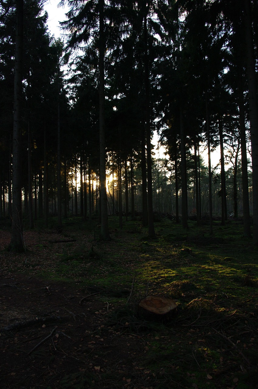 Forest Trees Evening - Free photo on Pixabay - Pixabay