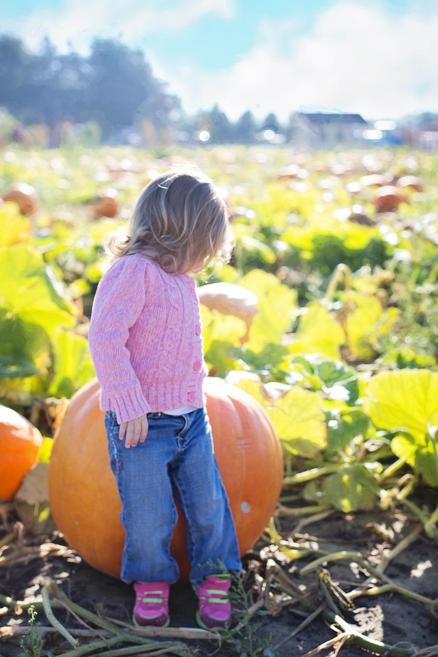 9,000+ Free Pumpkin Patch & Pumpkin Images - Pixabay