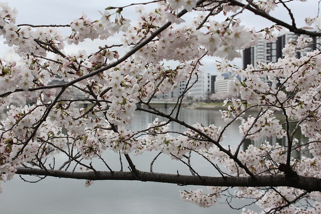 Free Cherry Blossom Cherry photo and picture