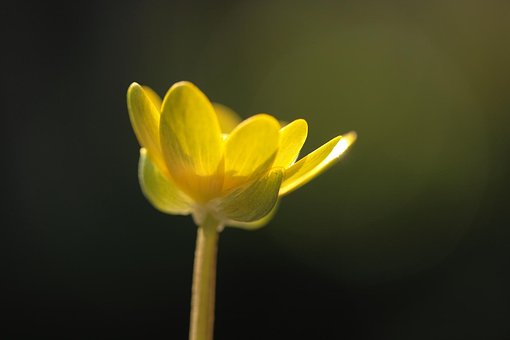 Free Flower Nature photo and picture
