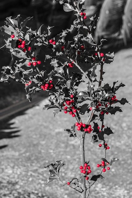Free Holly Red Balls illustration and picture