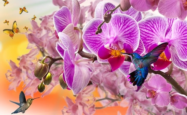 Orchideen, Lila Orchideen, Kolibri