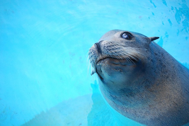 Free Animal Seal photo and picture