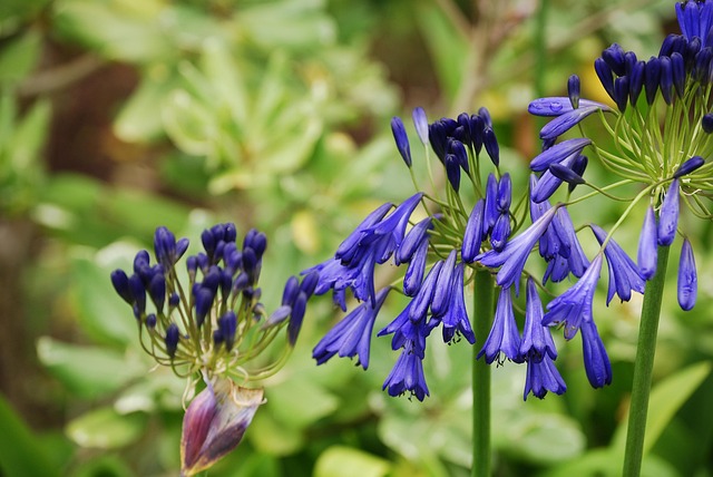 Free Purple Flowers Green photo and picture