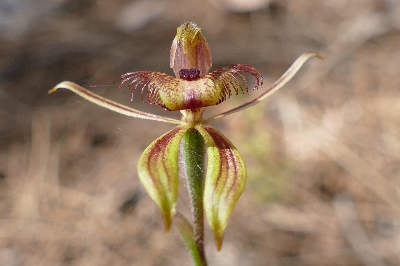 thumbnail image 2 of Exo-Terra Rainforest Plant – Spider Orchid, PT-2991, Artificial Terrarium Décor 2 of 6
