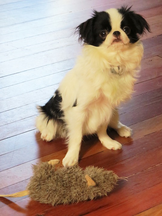 狆 犬 子犬 Pixabayの無料画像