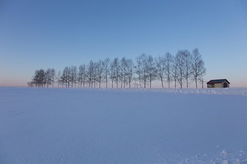 Natureza, Inverno, Arvores, Neve