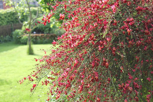 Free Broom Red photo and picture