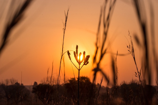 Solnedgang, Plante, Blomst, Landskab