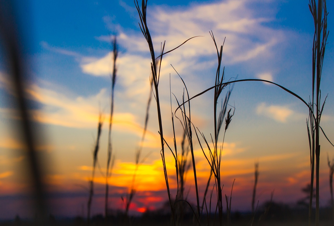 Solnedgang, Græs, Natur, Sommer, Himmel
