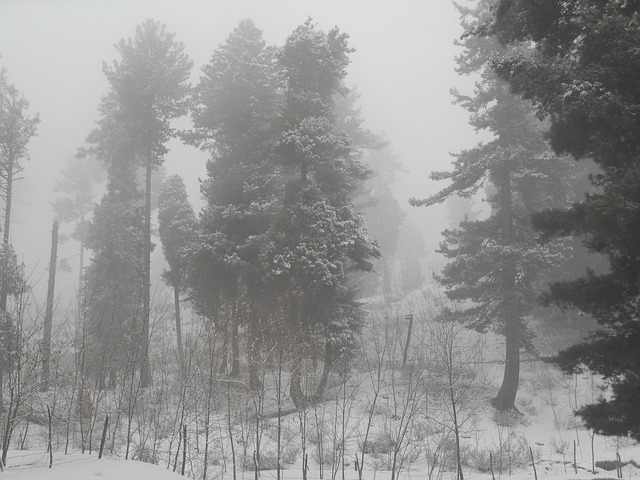 Free Trees Ice photo and picture