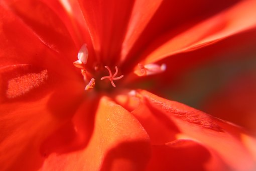 Free Flower Red photo and picture