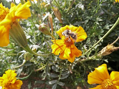 Humle, Blomst, Mat, Natur, Insekt