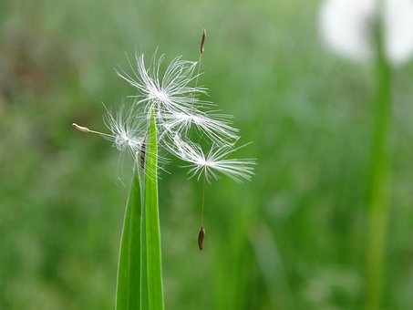 Paardebloem, Zaad, Natuur, Groente