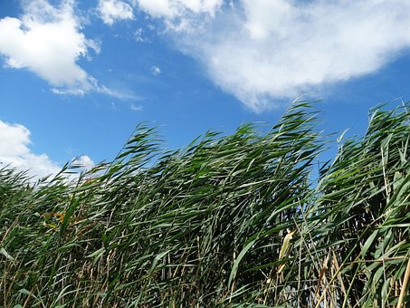 Zomer, Buitenshuis, Gras, Groente