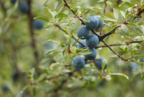 Free Schlehdorn Sloe photo and picture