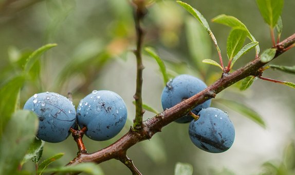 Free Schlehendorn Sloe photo and picture