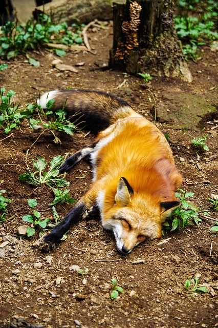 Dyr, Fox, Natur, Sleep, Sovende, Sød