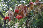 viburnum, berry, red