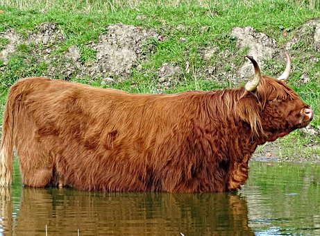 Kráva, Skotští Highlanders, Příroda