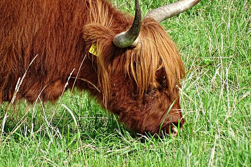 Kráva, Skotští Highlanders, Dobytek