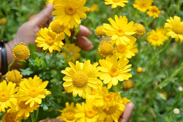 Free Dyers Chamomile Golden photo and picture