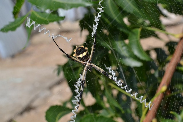 Animal, Araña, Telaraña, Peligro