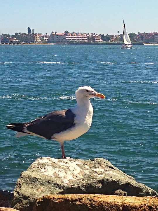 San Diego Burung Camar Foto Gratis Di Pixabay