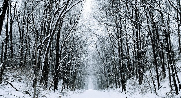 Winter, Schnee, Straße, Bäume, Wald