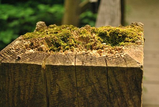 Moos, Holz, Natur, Grün, Pflanze
